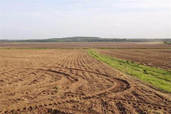 四川土地适合种植什么经济作物?-土地流转问答