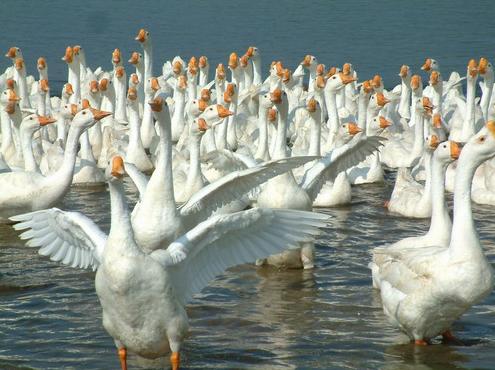 养殖专业户刘作林:天鹅梦实现的农村致富路-