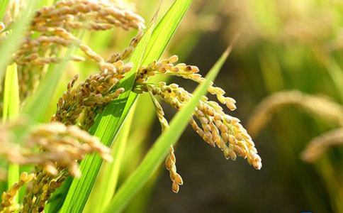 农资人员不可不知:国务院公布2015年小麦和稻