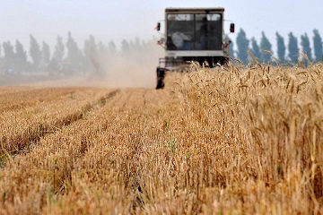 2015年山东省小麦补贴下发时间--土流网