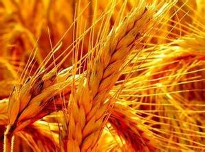 2015山东小麦补贴:谁多种,就优先支持谁--土流