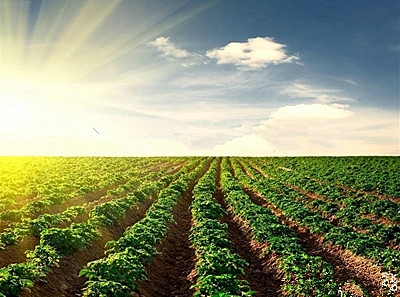 《关于印发武定县2015年国家农作物良种补贴