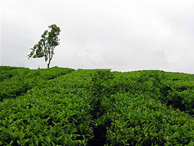 推动孝昌土地流转 激活农业一池春水--土流网