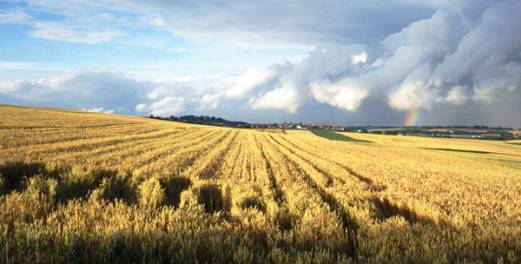 农业未来发展的方向在哪里?怎么样做好农业?