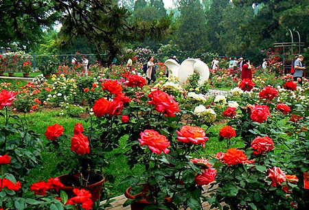 土地流转让农田变花圃 打造爱情海式的月季主