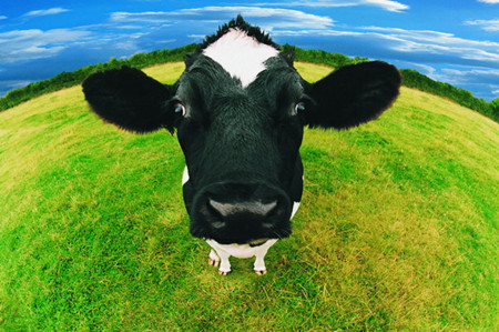 2015年我国畜牧养殖业补贴政策综合盘点--土流