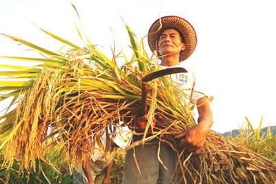 2015年农业三项补贴调整为农业支持保护补贴