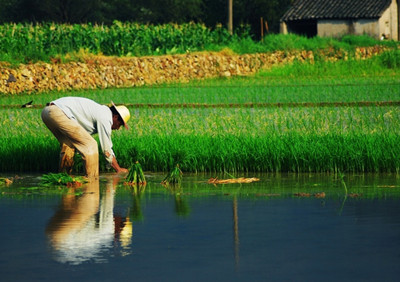 2015年农业补贴政策更名后,补贴力度会降低吗