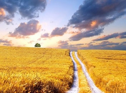 2015浙江农业农业三项补贴政策综合改革方案