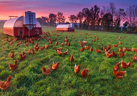 2016农村创业怎么选项目?怎样突破创业失败瓶