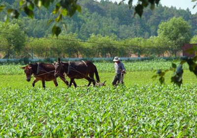 2016年国家农业政策有哪些红利?将会怎样影响