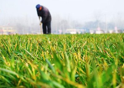 农村土地流转后农民如何致富?月收入可以达到