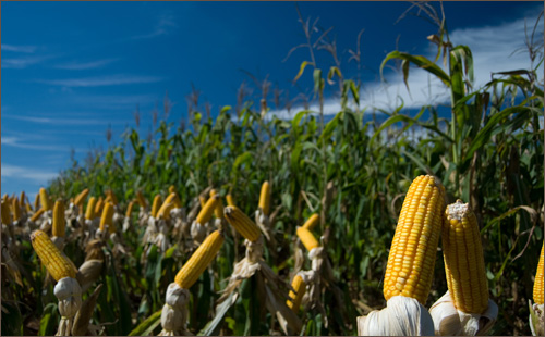 美国农业部称美国农产品出口在2016年将继续