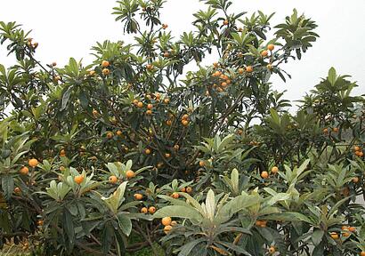 三大枇杷产地均在华东 国外也有很多枇杷产地