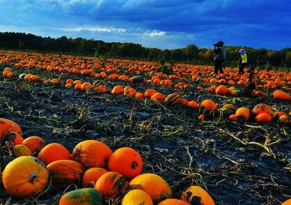 南瓜原产地是墨西哥 亚洲南瓜产地面积最大--土