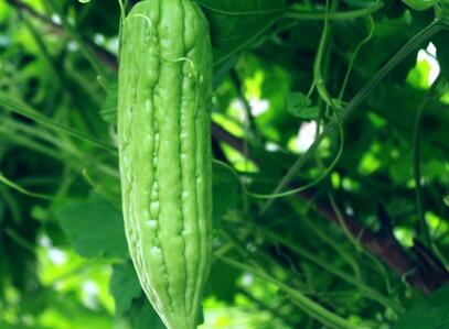 苦瓜原产地是印度 中国苦瓜产地遍布南北--土流