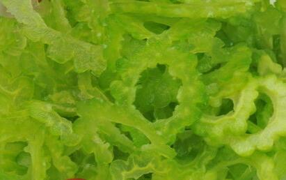 苦瓜原产地是印度 中国苦瓜产地遍布南北--土流