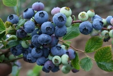 优质蓝莓产地集中在美国 大兴安岭有野生蓝莓产地--土流网