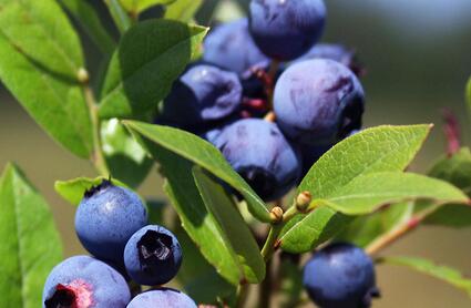 优质蓝莓产地集中在美国 大兴安岭有野生蓝莓