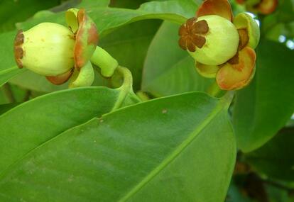 山竹原产地在印尼马鲁古岛 中国南方有少量山