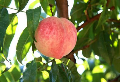 桃子原产地是中国 日本桃子产地首推冈山县--土
