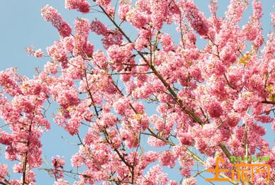 一般樱花是在几月开花?--土流网