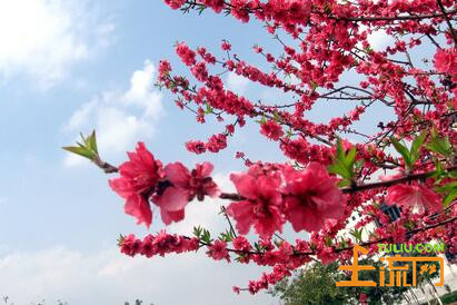 一般梅花是在几月开花? --土流网