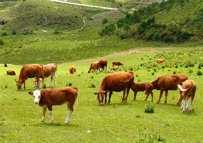 安徽省2016年最新养牛补贴政策详解--土流网