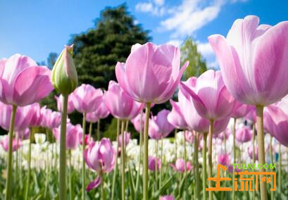 一般郁金香是在几月开花?--土流网