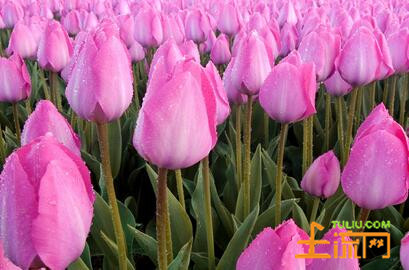一般郁金香是在几月开花?--土流网