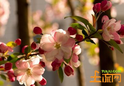 一般海棠是在几月开花?--土流网