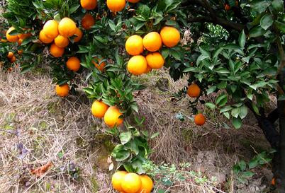 柑橘6种主要病虫害的防治常识和方法--土流网