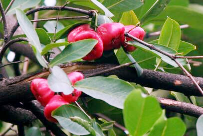 莲雾主要病虫害的防治方法和措施--土流网