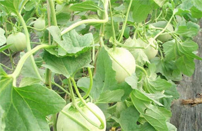 薄皮甜瓜田间管理及病虫害防治方法 --土流网