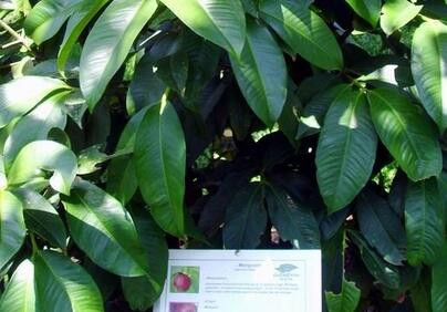 山竹树长什么样子?山竹树一般几年结果?--土流