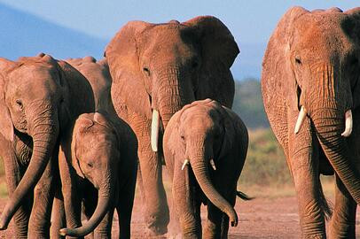 一头成年大象大约有多重?--土流网