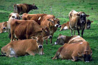 中非农业、畜牧业作物生产介绍--土流网