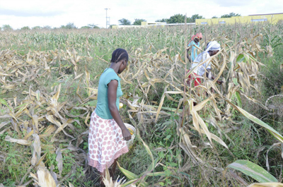 坦桑尼亚土地投资政策与农业税收政策--土流网
