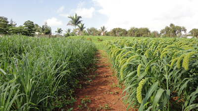 乌干达土地政策与农业资源概况--土流网