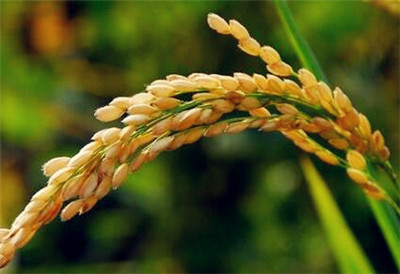 地膜水稻高产种植技术与管理办法--土流网
