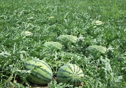 袖珍小西瓜高产栽培技术和管理办法--土流网