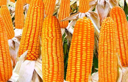 我国玉米科学施肥技术、时间和效果--土流网