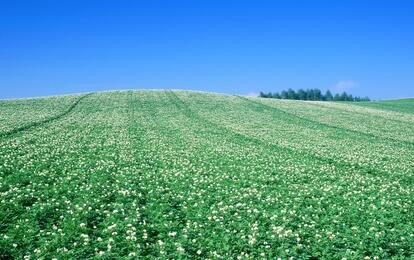 我国马铃薯优产施肥技术、配方、时间和效果-