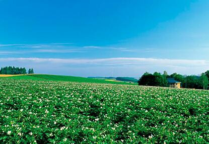 我国马铃薯优产施肥技术、配方、时间和效果-