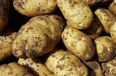 我国马铃薯优产施肥技术、配方、时间和效果-