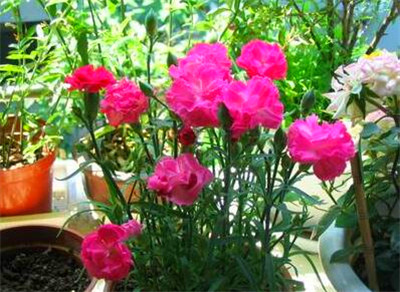 康乃馨怎么种?康乃馨种植办法详解--土流网