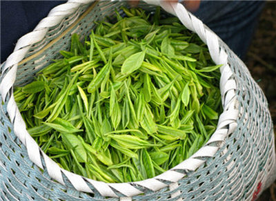 茶叶规范化栽培技术,茶叶种植管理技巧--土流网