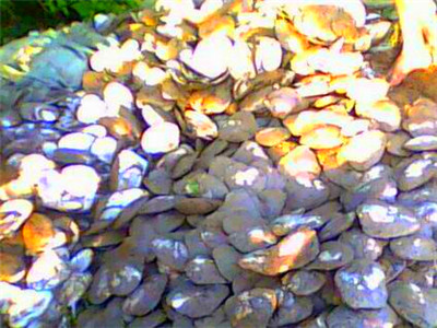 珍珠蚌怎样养?珍珠蚌养殖实用新技术--土流网