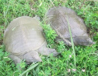 中华鳖池塘生态养殖技术--土流网