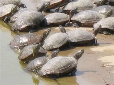 中华鳖池塘生态养殖技术--土流网